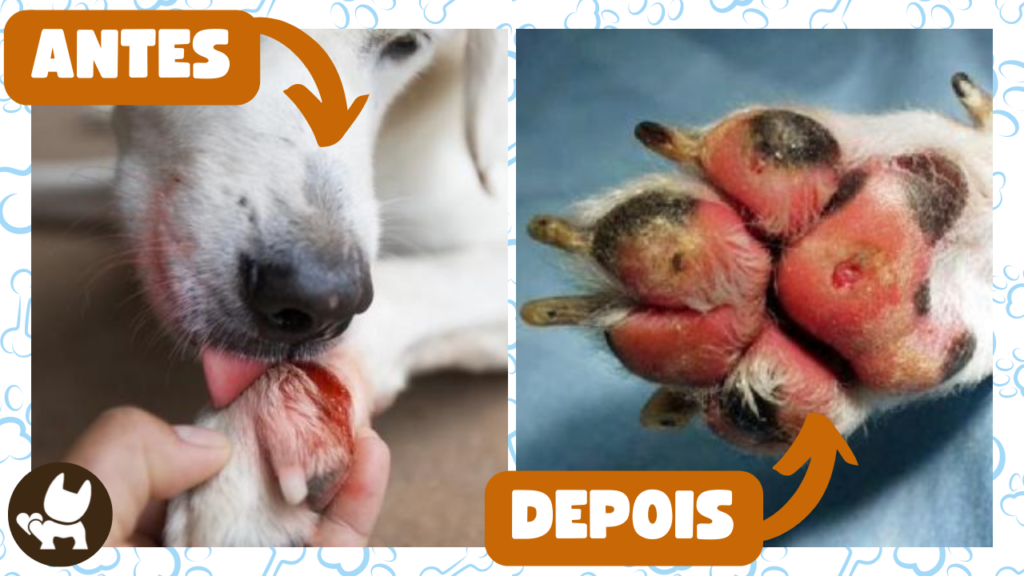 Por Que Cachorro Lambe As Patas Descubra Os Reais Motivos