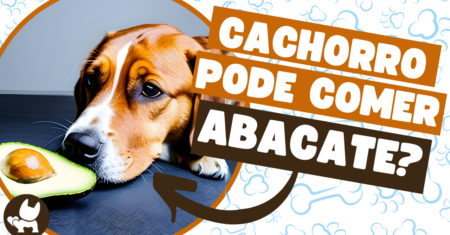 Cachorro pode comer abacate? Descubra os benefícios e os riscos dessa fruta para o seu pet