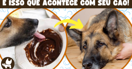 Cachorro pode comer chocolate? A verdade que você precisa saber