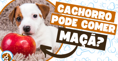 Cachorro pode comer maçã? Descubra os benefícios dessa fruta para o seu pet!