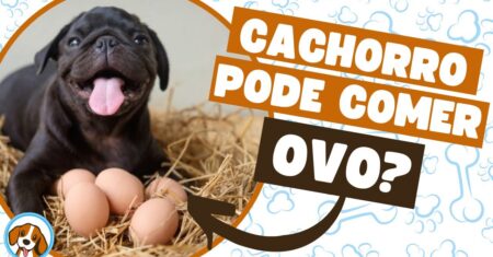 Cachorro pode comer ovo? Saiba tudo sobre esse alimento!