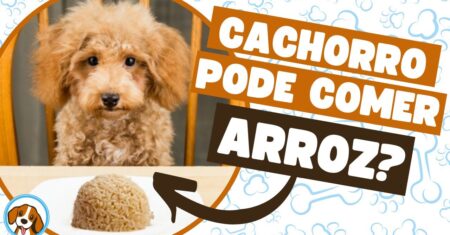 Cachorro pode comer arroz? Descubra os benefícios e cuidados desse alimento