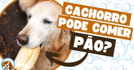 Cachorro pode comer pão? Descubra quais são os riscos e benefícios