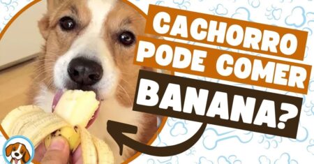 Cachorro pode comer banana? Descubra os benefícios e cuidados dessa fruta para o seu pet