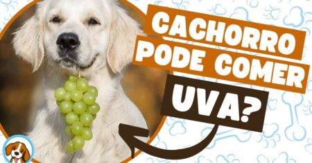 Cachorro pode comer uva? Saiba por que essa fruta é perigosa para o seu pet