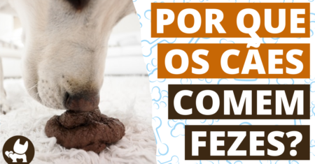 Por que cachorro come fezes? Descubra as possíveis causas e como evitar esse comportamento