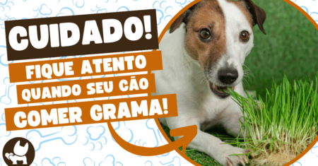 Por que cachorro come mato? Descubra as possíveis causas e o que fazer