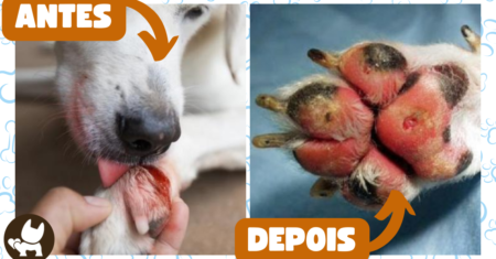Por que cachorro lambe as patas? Descubra os reais motivos para esse comportamento!